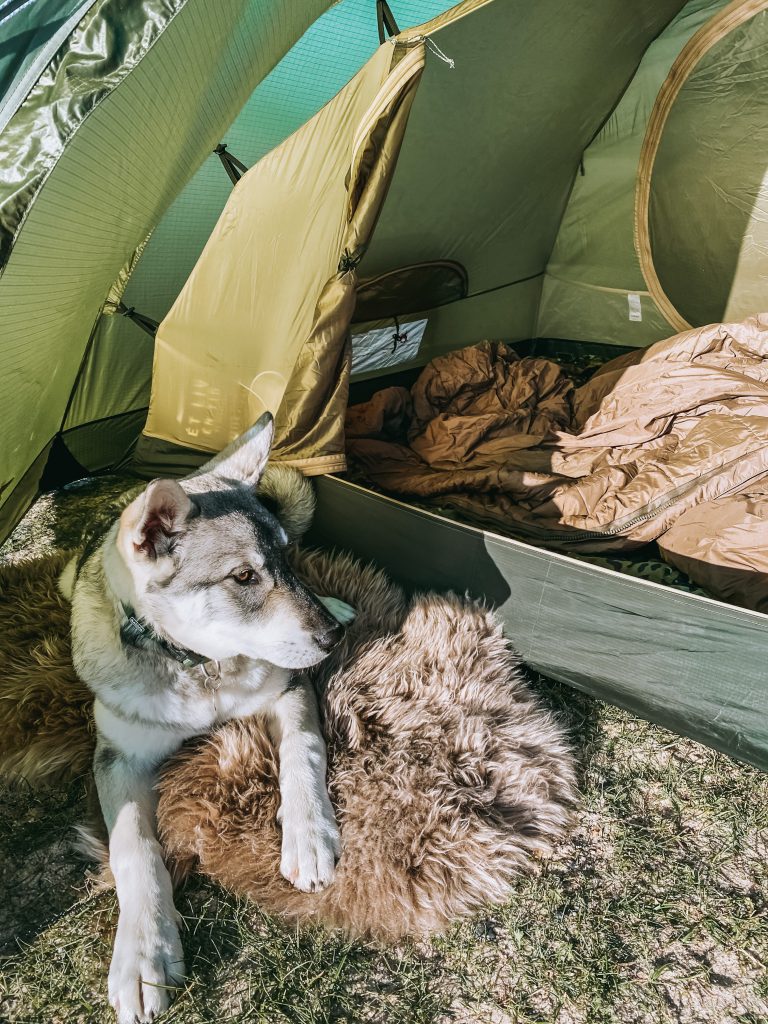 spor skive læbe CAROLINE SCHACK • Sakos første sheltertur og telttur, og gode råd til dig  med hund på tur