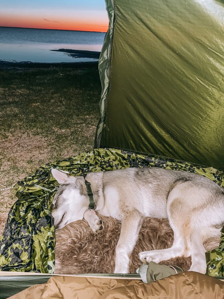 spor skive læbe CAROLINE SCHACK • Sakos første sheltertur og telttur, og gode råd til dig  med hund på tur